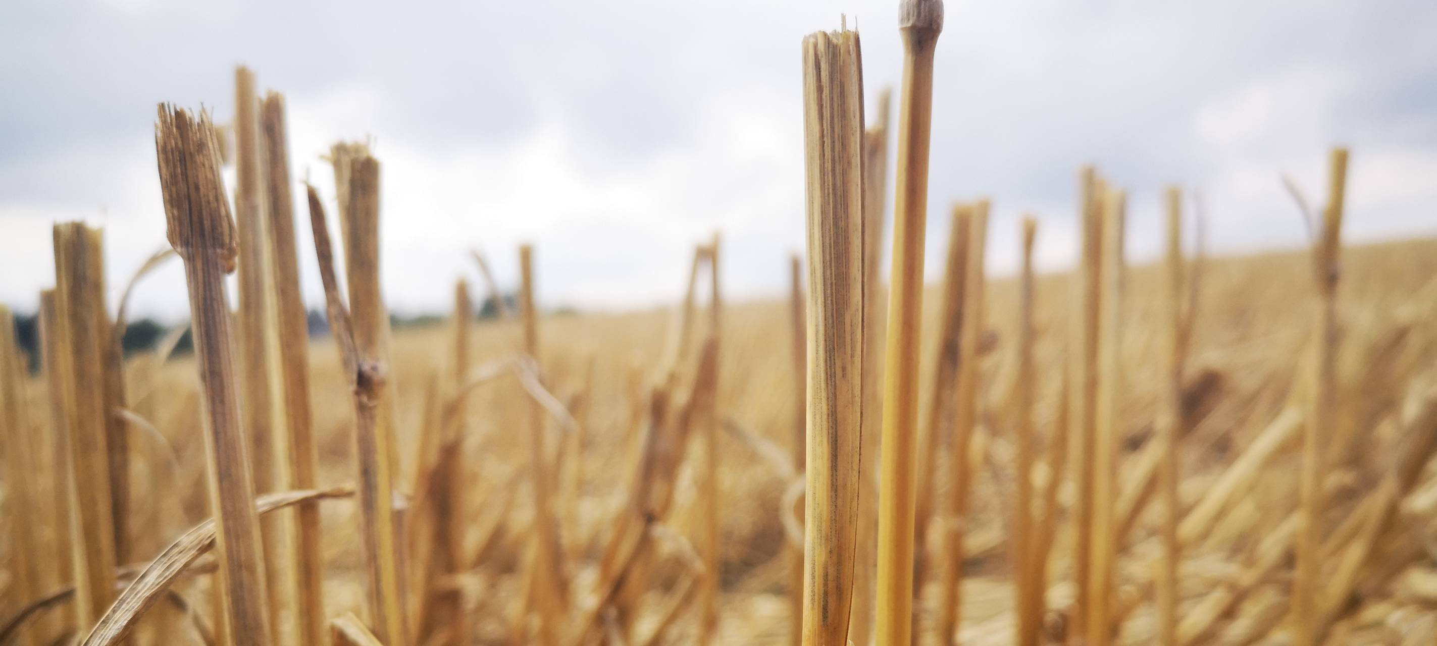 Trockenheit setzt auch Landwirten im Kreis Mettmann zu