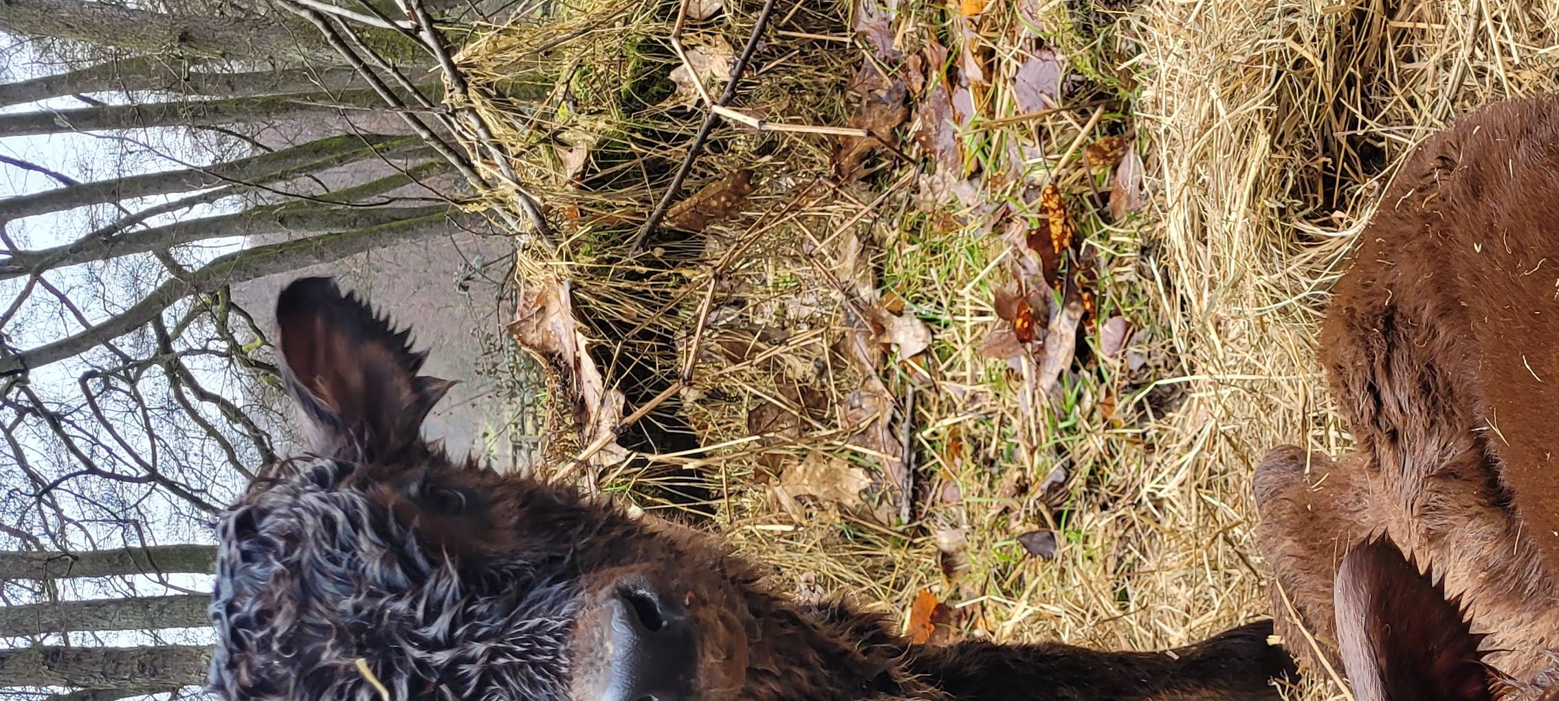 Nachwuchs im Wildgehege