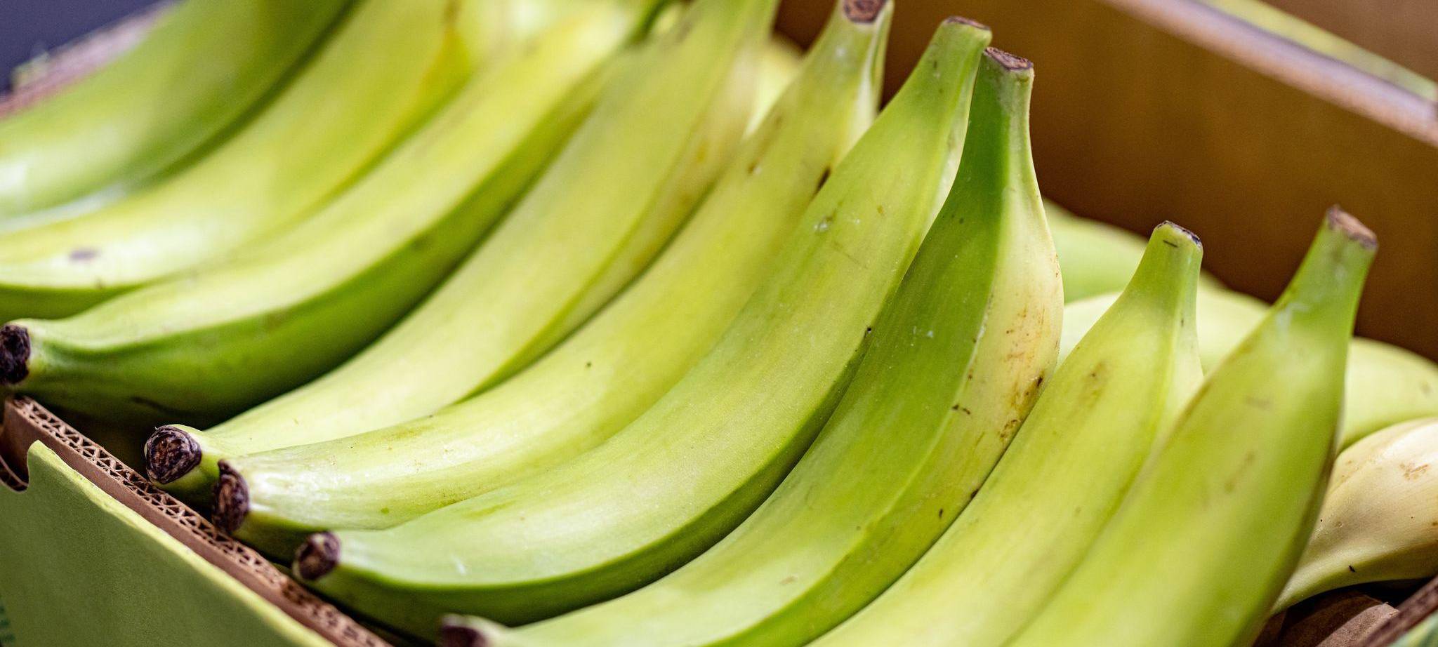 Kochbananen sind auf der Fruit Logistica ausgestellt